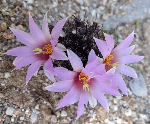 Schummann's Nipple Cactus