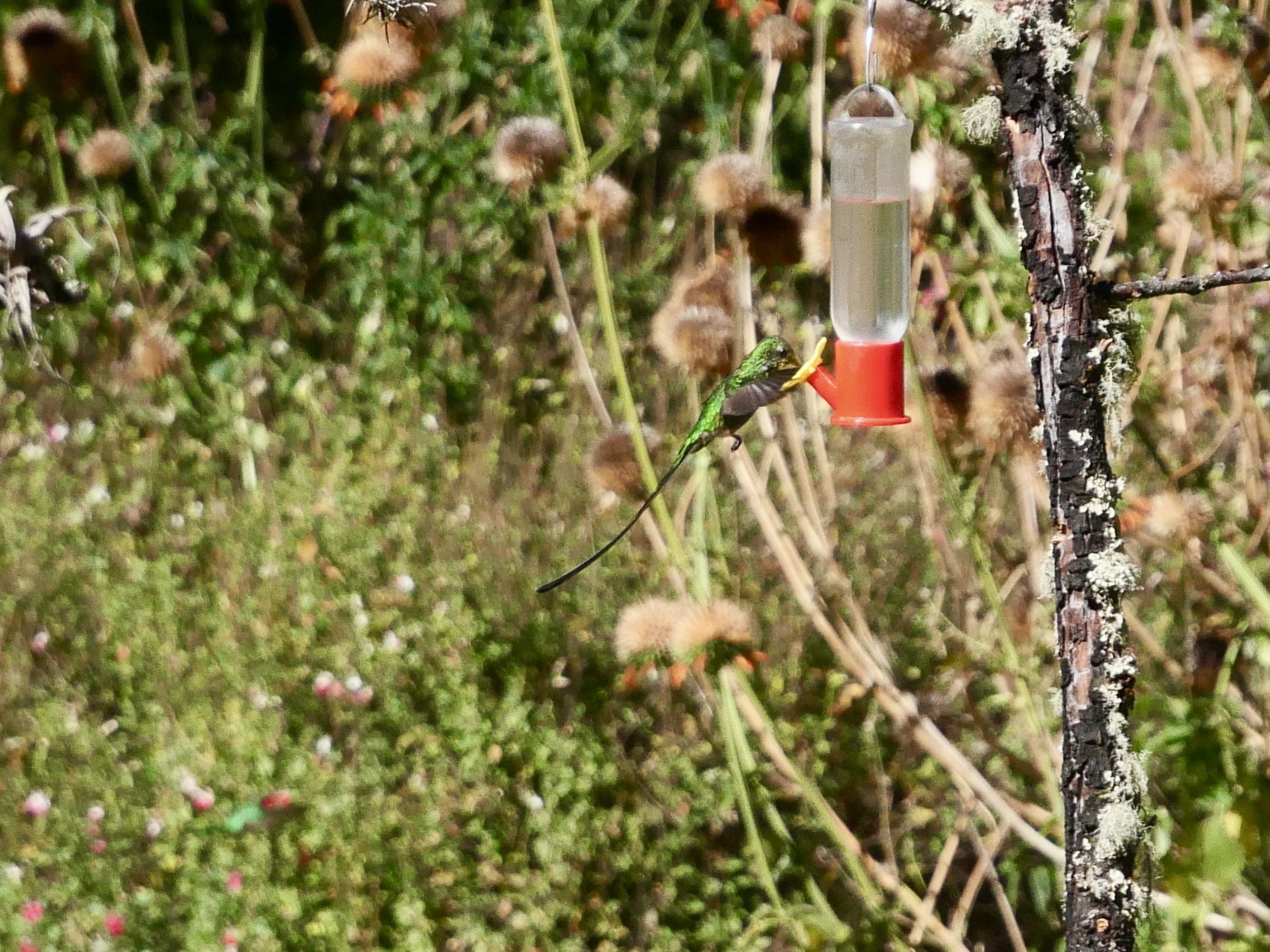 Green-tailed Trainbearer (Lesbia nuna), photo 10