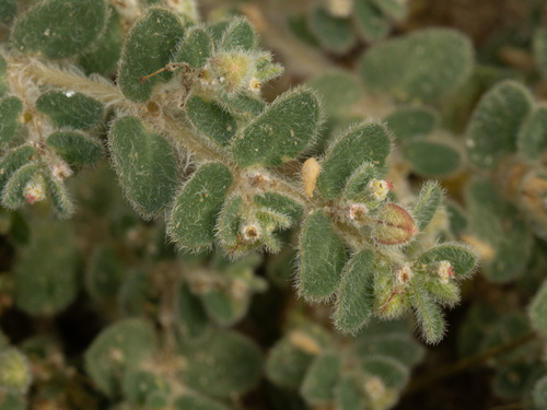 Laredo sandmat (Euphorbia laredana)