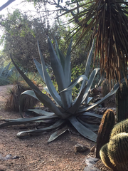 Agave mapisaga