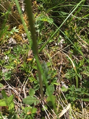 Packera pauciflora