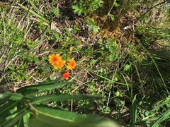 Packera pauciflora