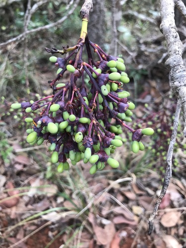 Ouratea hexasperma