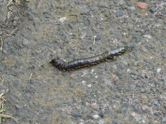 Scolopendra viridis maya