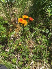 Packera pauciflora