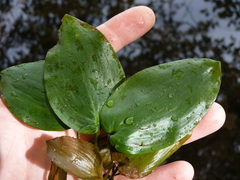 Potamogeton pulcher