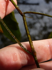 Potamogeton pulcher