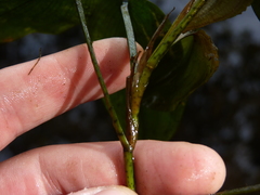 Potamogeton pulcher