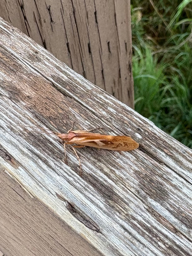 Diamond Northern Caddisfly photo 6