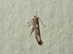 Pyroderces apparitella