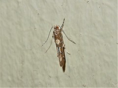 Pyroderces apparitella
