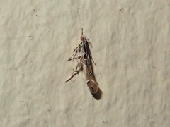 Pyroderces apparitella