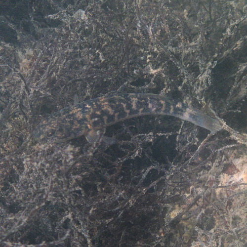 Longjaw mudsucker (Gillichthys mirabilis) — Gobiidae — 5