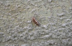 Lucidota atra