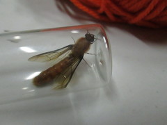 Dorylus helvolus