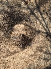 Acromyrmex versicolor