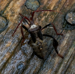 Acanthocephala declivis