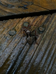 Acanthocephala declivis