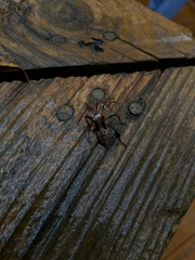 Acanthocephala declivis