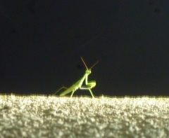 Sphodromantis viridis