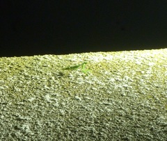 Sphodromantis viridis