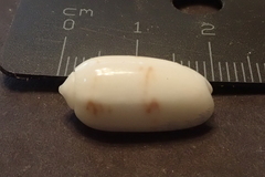 Oliva todosina