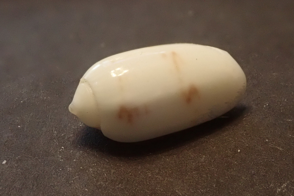Oliva todosina