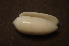 Oliva todosina
