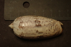 Oliva tremulina