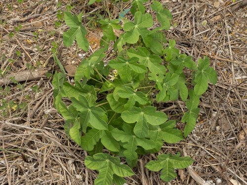 Manihot walkerae, photograph 4