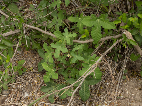 Manihot walkerae, photograph 5