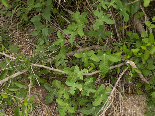 Manihot walkerae, photograph 6