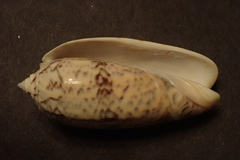 Oliva tremulina