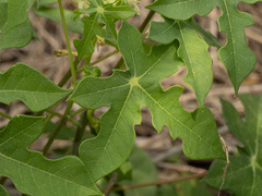 Manihot walkerae, photograph (c) Turner Brockman, some rights reserved (CC BY-SA)