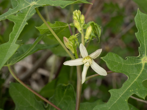 Walker's Manioc (Manihot walkerae)