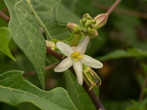 Manihot walkerae, photograph 2