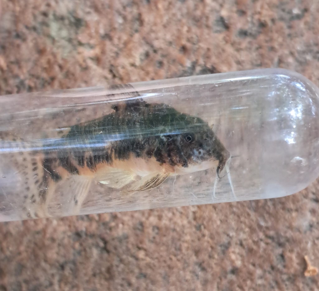Depinna's cory (Aspidoras depinnai) — Callichthyidae