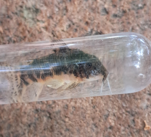Depinna's cory (Aspidoras depinnai) — Callichthyidae