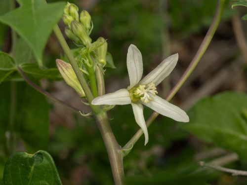 Manihot walkerae, photograph 3
