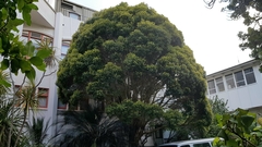 Metrosideros bartlettii