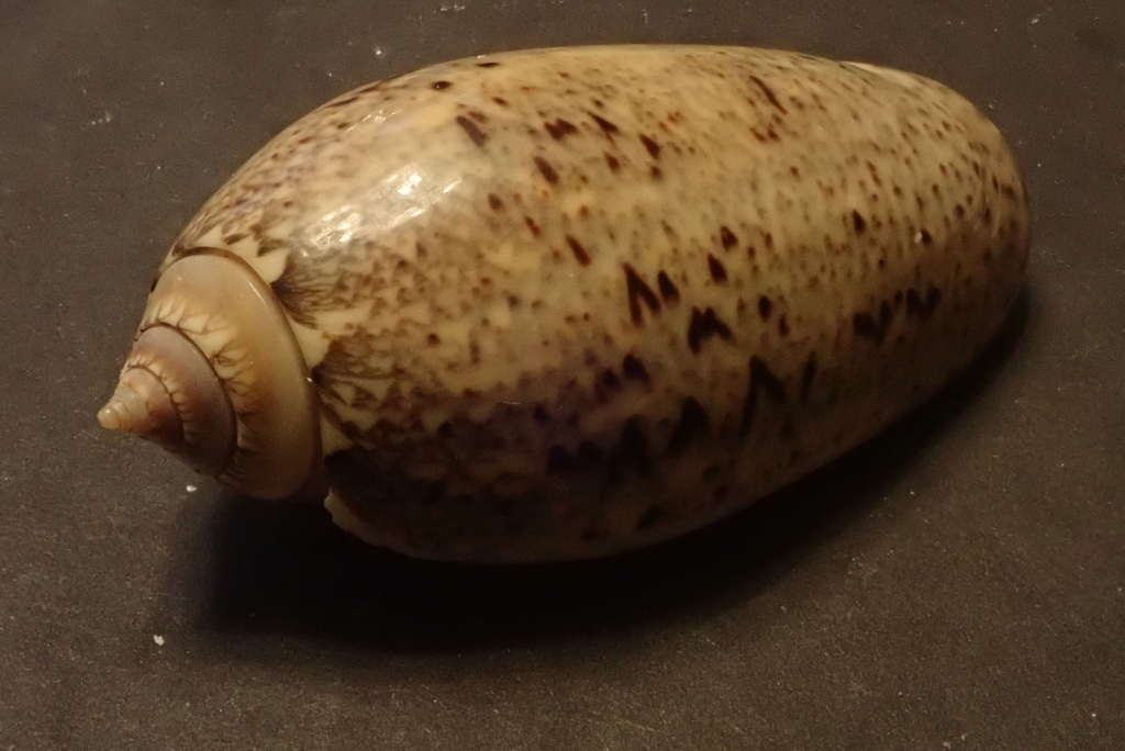 angled olive