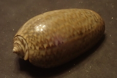 Oliva vidua