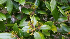 Metrosideros bartlettii