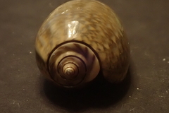 Oliva vidua