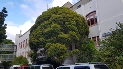 Metrosideros bartlettii