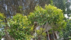 Metrosideros bartlettii