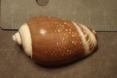 Agaronia gibbosa