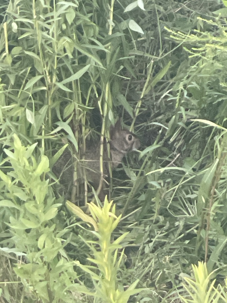 Swamp Rabbit from Metairie Hammond Hwy, Metairie, LA, US on August 8 ...