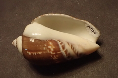 Agaronia gibbosa