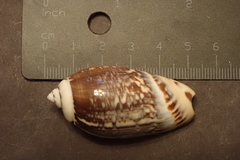 Agaronia gibbosa